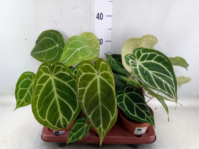 <h4>Anthurium   ...</h4>