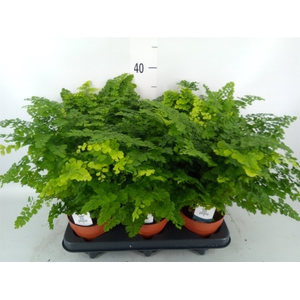 Adiantum raddi. 'Fritz-Luthi'