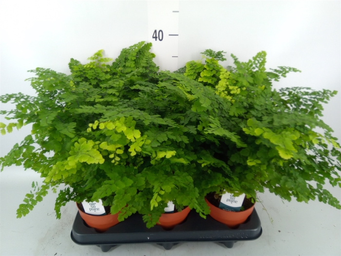 <h4>Adiantum raddi. 'Fritz-Luthi'</h4>