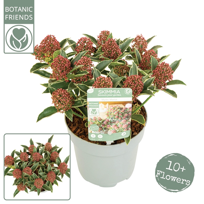 <h4>Skimmia japonica 'Mystic Marlot' ® 10+bloem</h4>