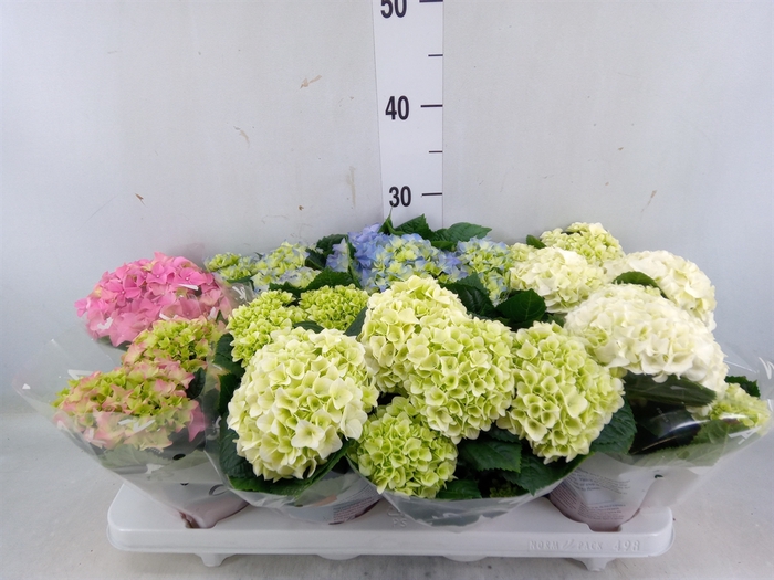 <h4>Hydrangea mac.   ...mix</h4>