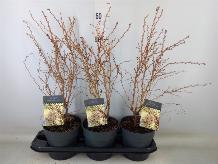 <h4>Prunus incisa 'Kojou-no-mai'</h4>