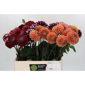 Dahlia   ...mix in fust