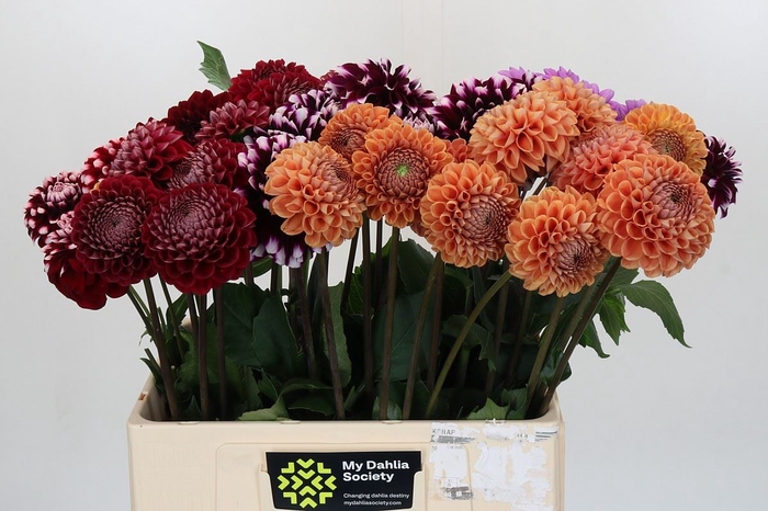 Dahlia   ...mix in fust