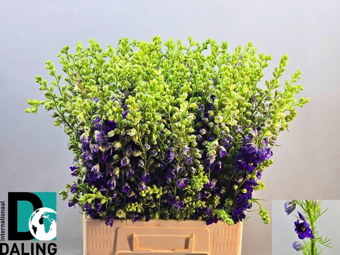 <h4>Cons R Q Dark Blue</h4>