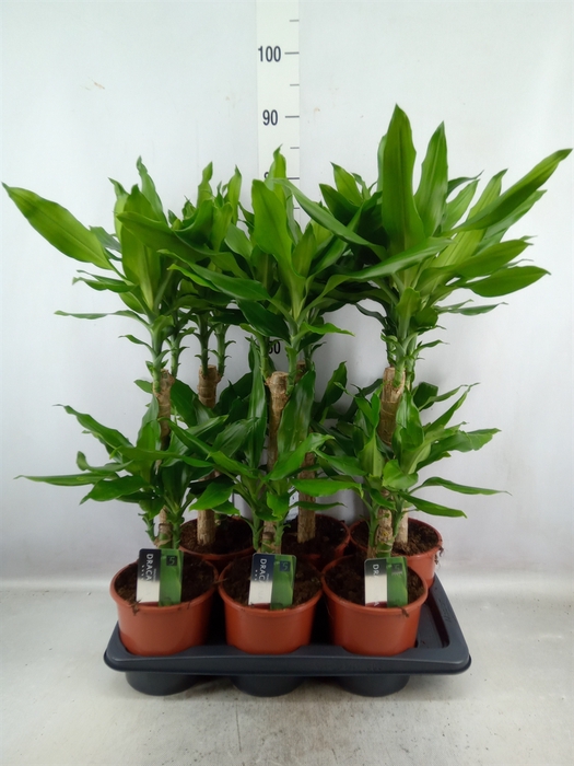 <h4>Dracaena frag. 'Steudneri'</h4>