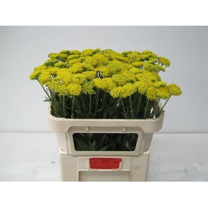 Achillea parkers variety