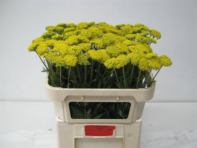 <h4>Achillea parkers variety</h4>
