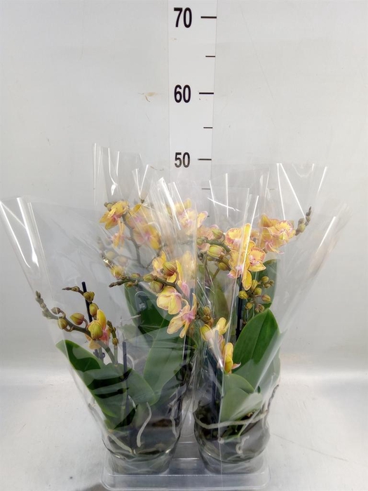 <h4>Phalaenopsis multi. 'Limpopo'</h4>