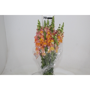 BOCA DE LEAO POTOMAC DARK ORANGE 070 CM