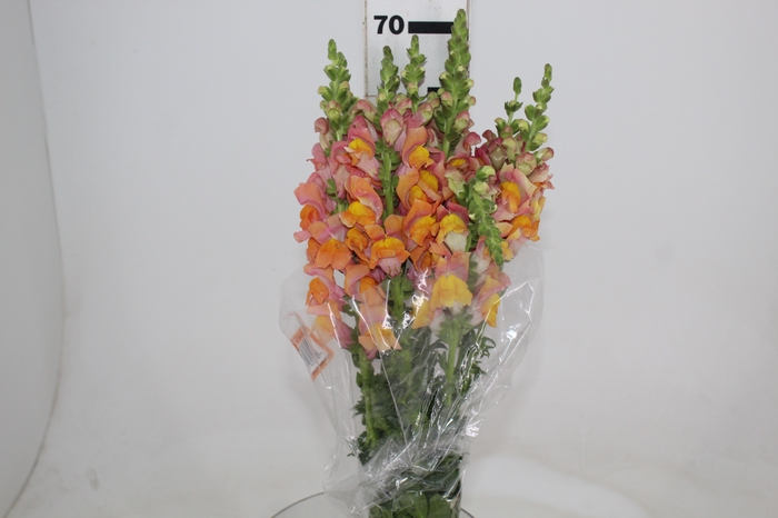 <h4>BOCA DE LEAO POTOMAC DARK ORANGE 070 CM</h4>