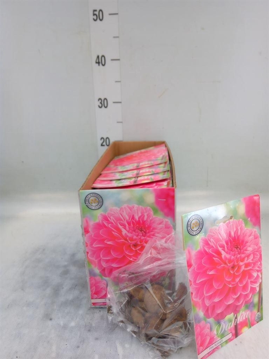 <h4>Dahlia   ...flowerbulbs</h4>
