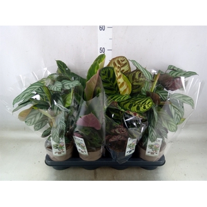 Calathea   ...mix 3
