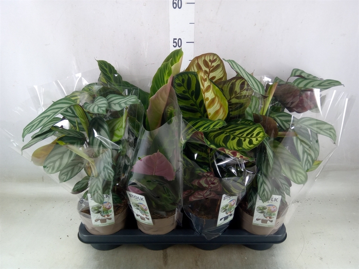 <h4>Calathea   ...mix 3</h4>
