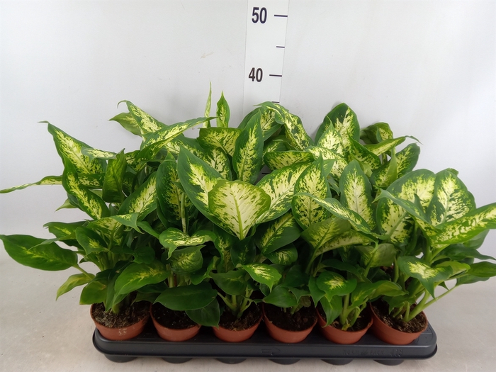 <h4>Dieffenbachia  'Compacta'</h4>