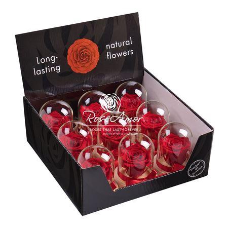 Display Dome Sarah Red02