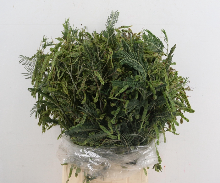 <h4>ACACIA FRUIT</h4>