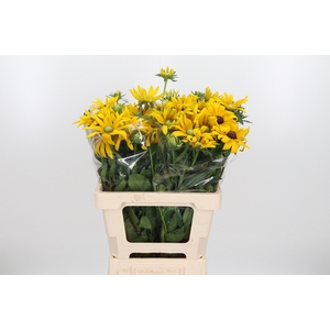 Rudbeckia Overig