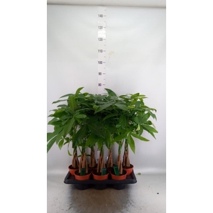 Pachira aquatica