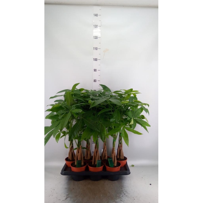 <h4>Pachira aquatica</h4>