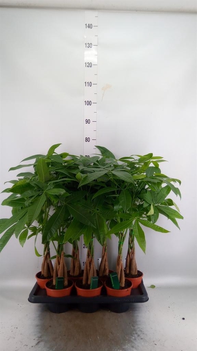 Pachira aquatica
