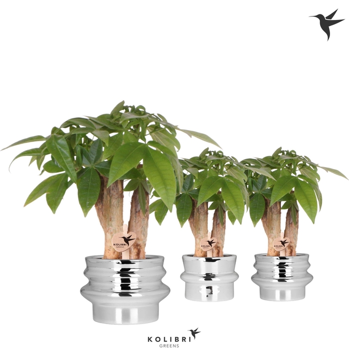 <h4>Kolibri Greens Pachira in Chrome pot mix</h4>