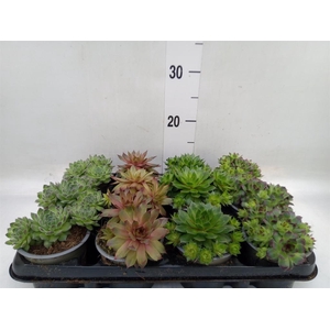 Sempervivum   ...mix