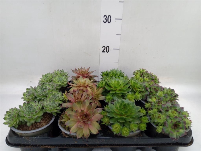<h4>Sempervivum   ...mix</h4>