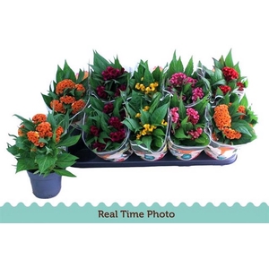 Celosia C Twisted Mix