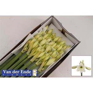 Hipp Di Costa Blanca X20