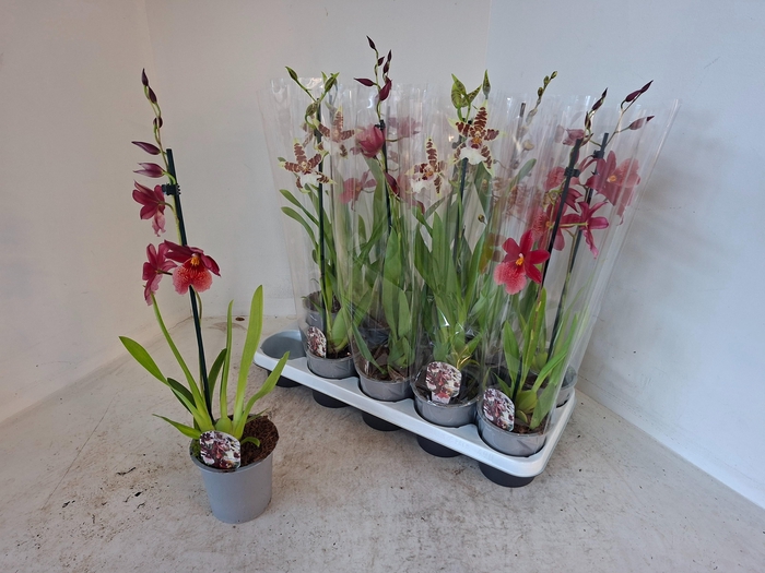 <h4>CAMBRIA GRP GEM</h4>