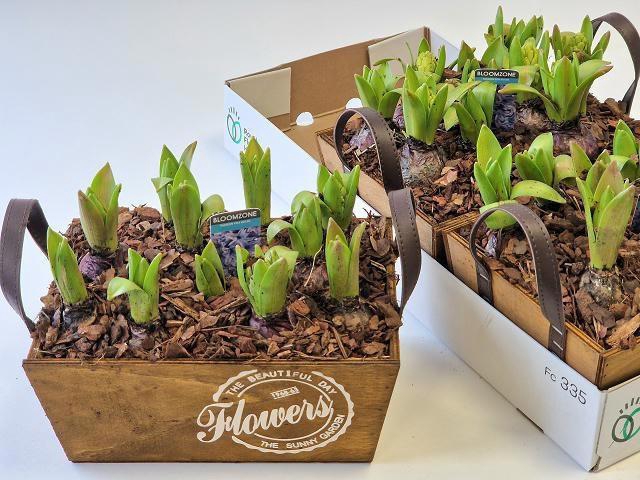 <h4>ARR HYACINTH</h4>