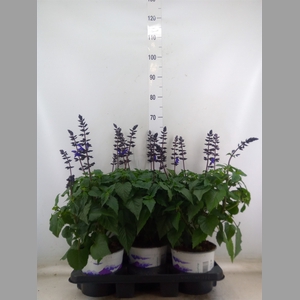Salvia  'Salgoon Lake Blueberry'