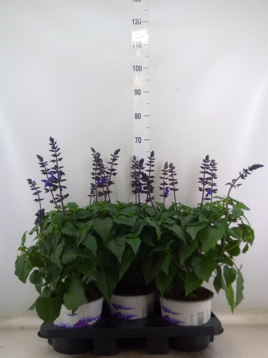 <h4>Salvia  'Salgoon Lake Blueberry'</h4>