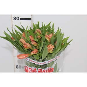 ALSTROEMERIA CANYON 080 CM