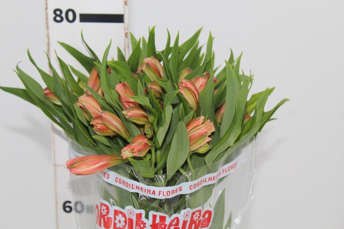 <h4>ALSTROEMERIA CANYON 080 CM</h4>