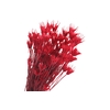 Nigella Orientalis Red