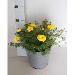 Perkplanten 19 cm Bidens Yellow