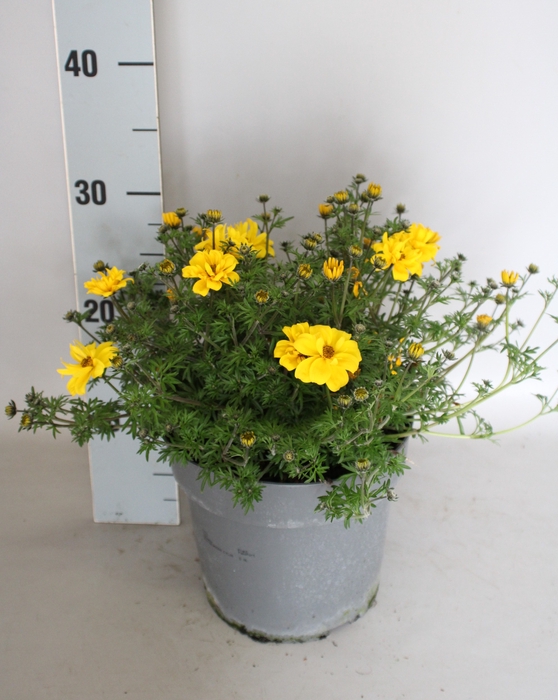 <h4>Perkplanten 19 cm Bidens Yellow</h4>