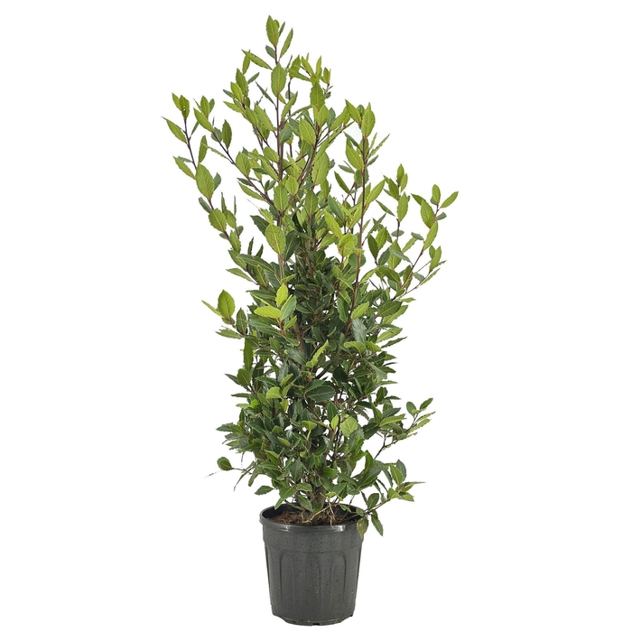 <h4>Laurus nobilis Struik</h4>