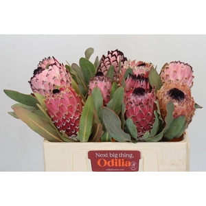 Protea Magnifica Odilia