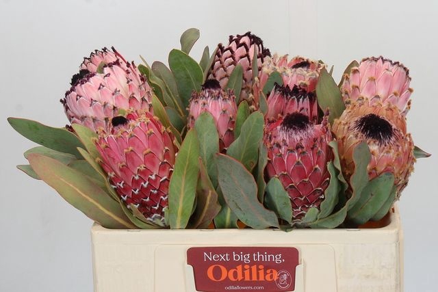 <h4>Protea Magnifica Odilia</h4>