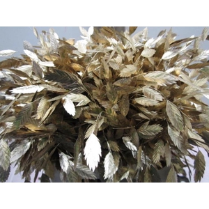 Chasmanthium Antiek