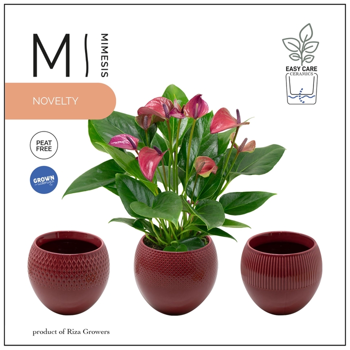 <h4>Anthurium andr. 'Pure Purple'</h4>