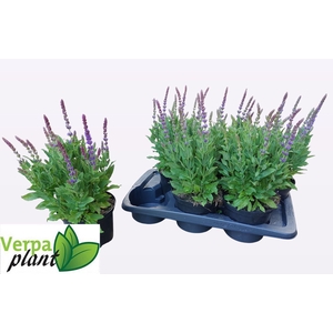 SALVIA NE OSTFRIESL