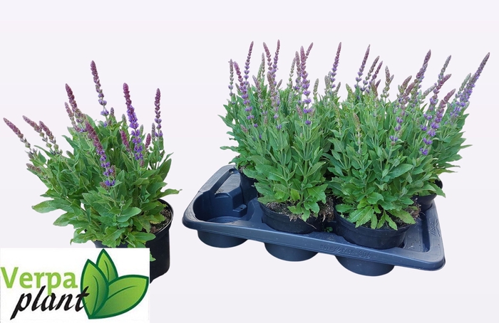 <h4>SALVIA NE OSTFRIESL</h4>