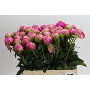 Paeonia Glory Hallelujah