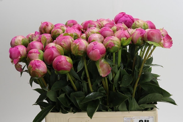 <h4>Paeonia Glory Hallelujah</h4>
