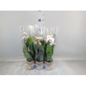 Phalaenopsis multi. 'FC Safe Haven'