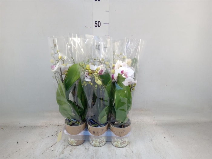 <h4>Phalaenopsis multi. 'FC Safe Haven'</h4>